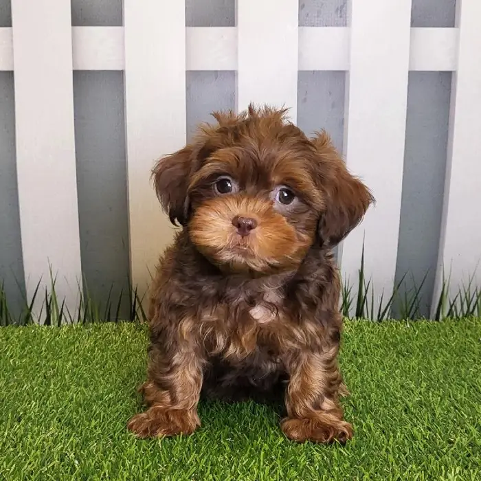 Male ShihPoo Puppy for Sale in Schererville, IN