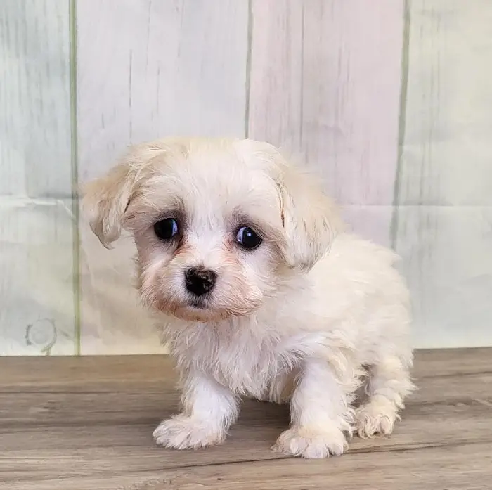 Female Coton De Tulear Puppy for Sale in Schererville, IN