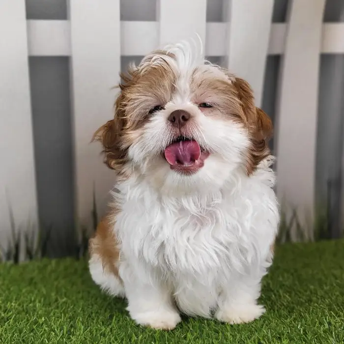 Male Shih Tzu Puppy for Sale in Schererville, IN