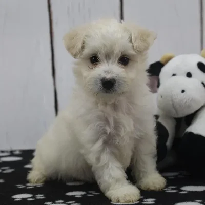 Female Coton-Poo Puppy for Sale in Indianapolis, IN