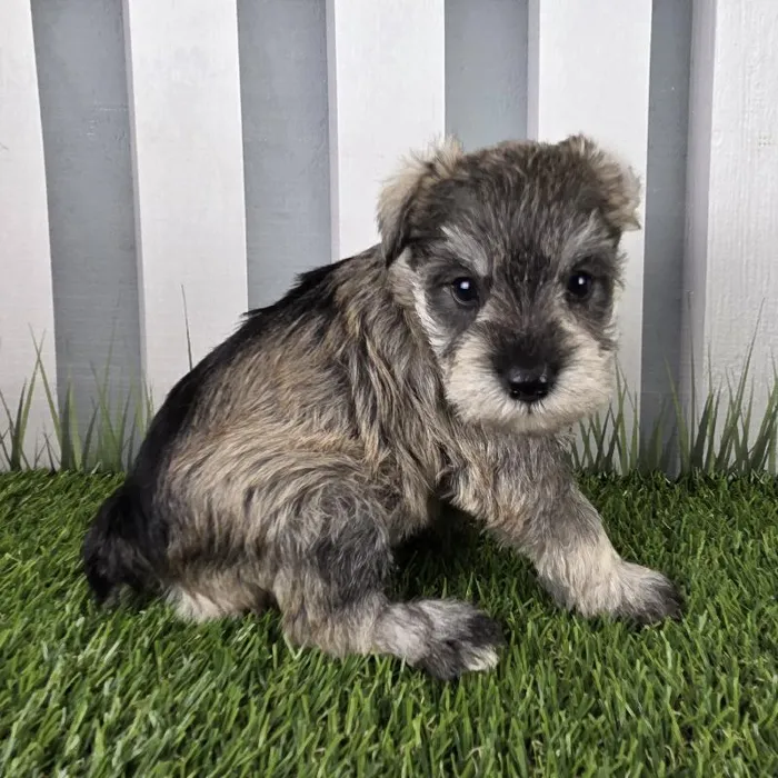 Female Miniature Schnauzer Puppy for Sale in Schererville, IN