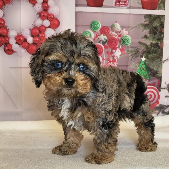 Female Cockapoo Puppy for Sale in Schererville, IN