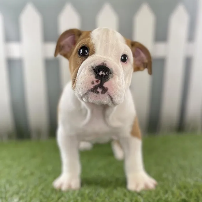Female English Bulldog Puppy for Sale in Schererville, IN