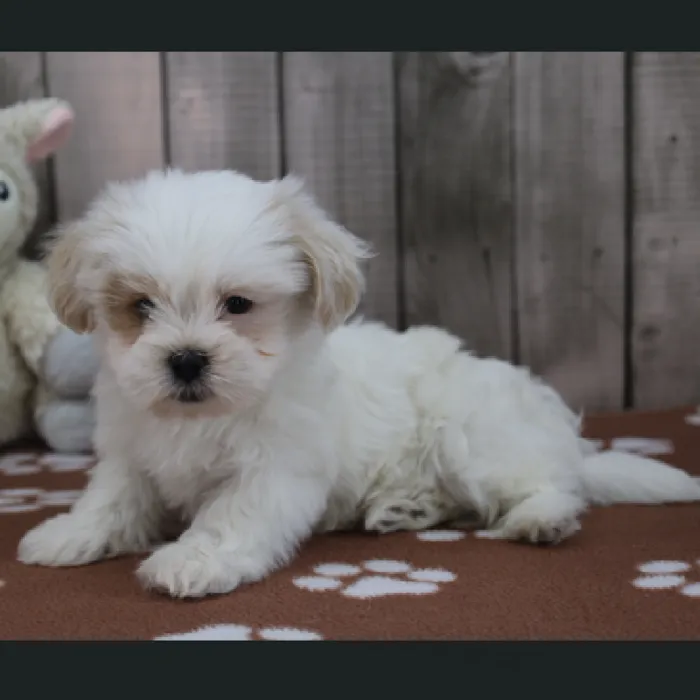 Male Shih-Chon Puppy for Sale in Schererville, IN