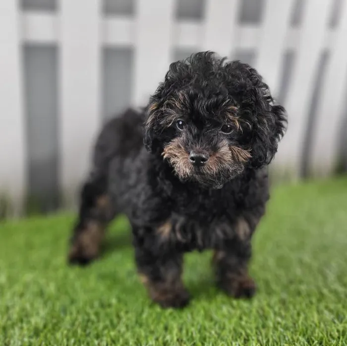 Female ShihPoo Puppy for Sale in Indianapolis, IN