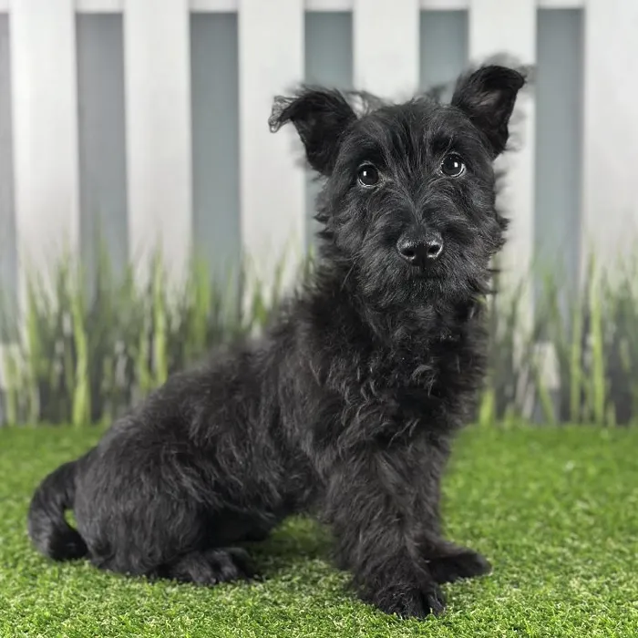 Male Scottish Terrier Puppy for Sale in Schererville, IN