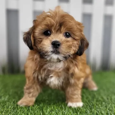 Female Lhasa Apso Puppy for Sale in Schererville, IN