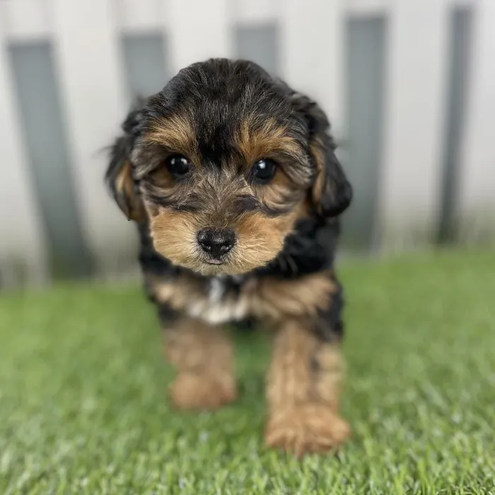 Male Yorkie-Poo Puppy for Sale in Schererville, IN