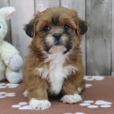 Female Shih-Chon Puppy for Sale in Indianapolis, IN
