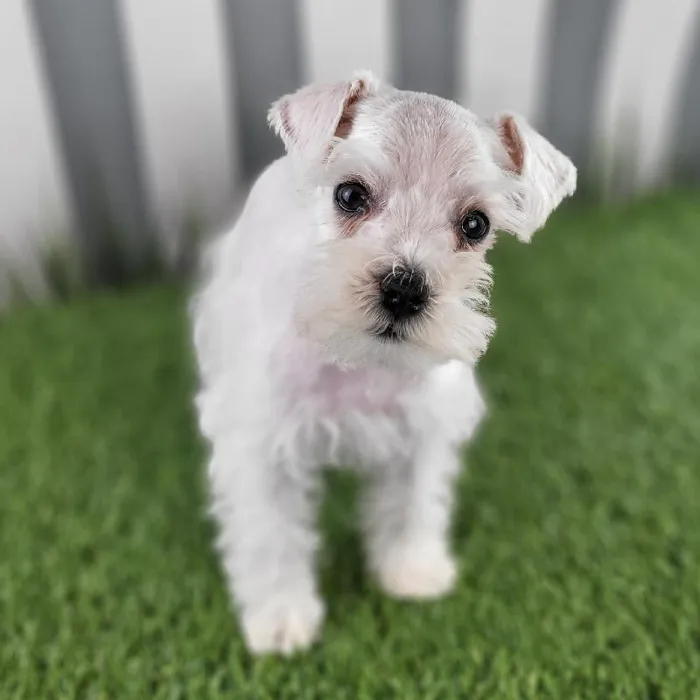 Male Miniature Schnauzer Puppy for Sale in Schererville, IN