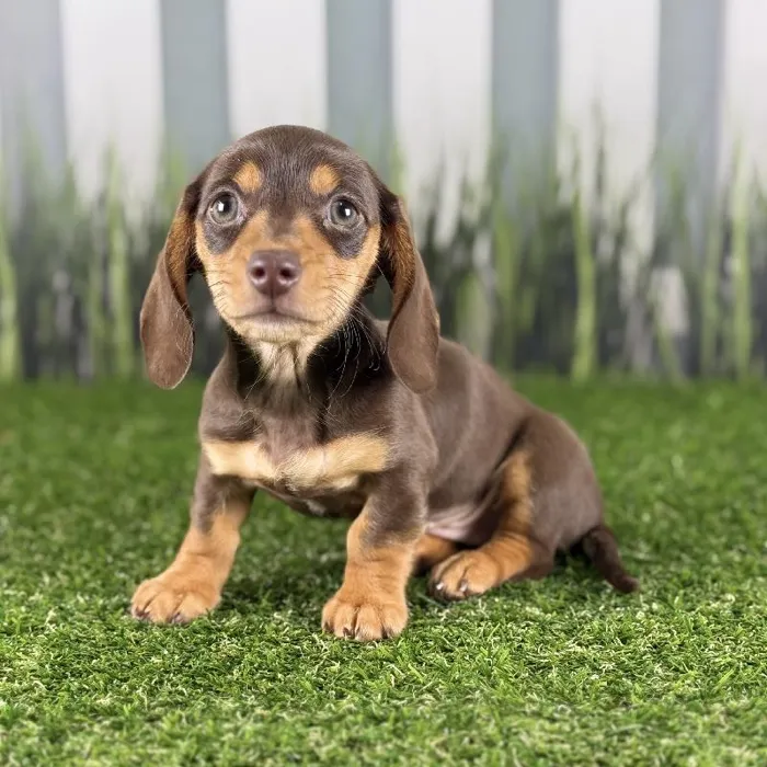 Female Miniature Dachshund Puppy for Sale in Schererville, IN