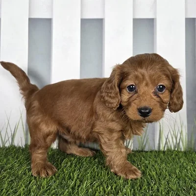 Male Cavapoo Puppy for Sale in Schererville, IN