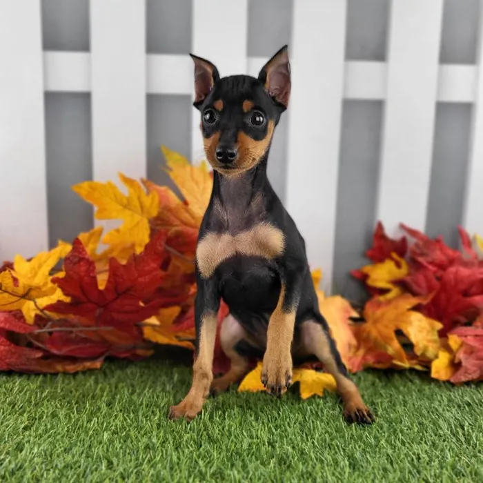 Female Miniature Pinscher Puppy for Sale in Indianapolis, IN