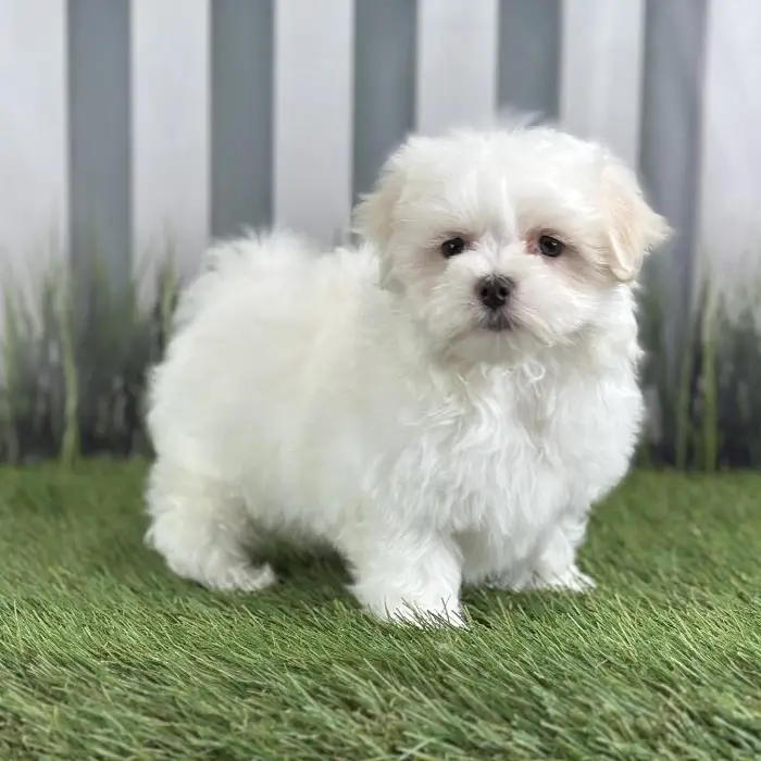 Male Maltese Puppy for Sale in Schererville, IN