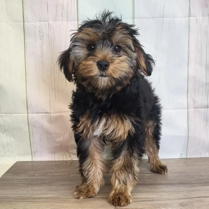 Female Yorkshire Terrier Puppy for Sale in Schererville, IN