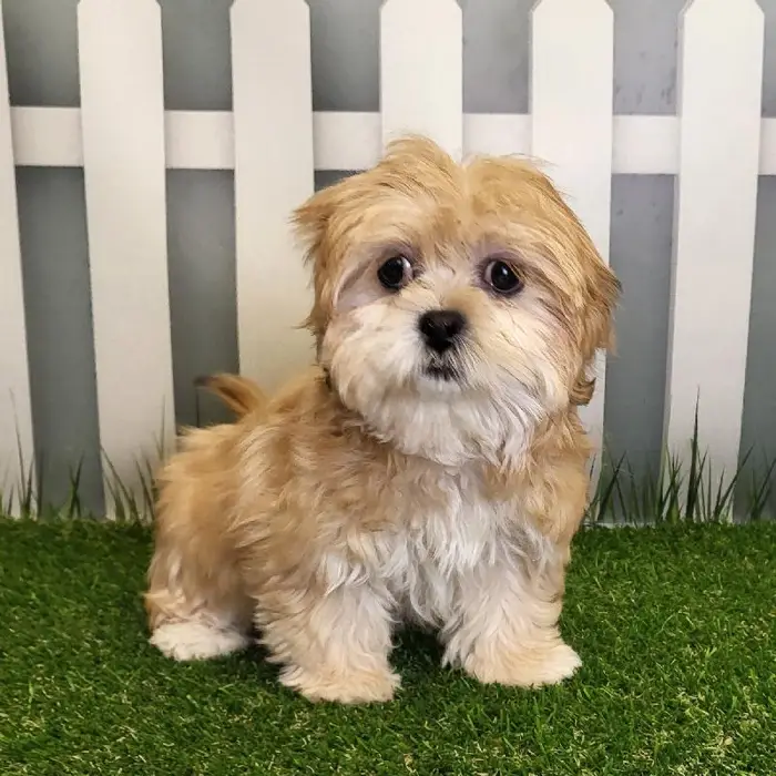 Female LhasaChon Puppy for Sale in Schererville, IN