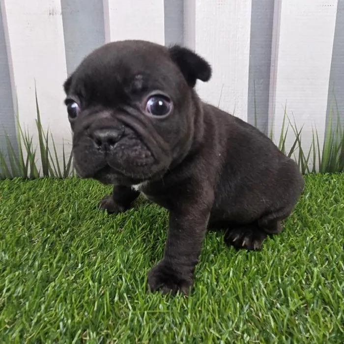 Male French Bulldog Puppy for Sale in Schererville, IN
