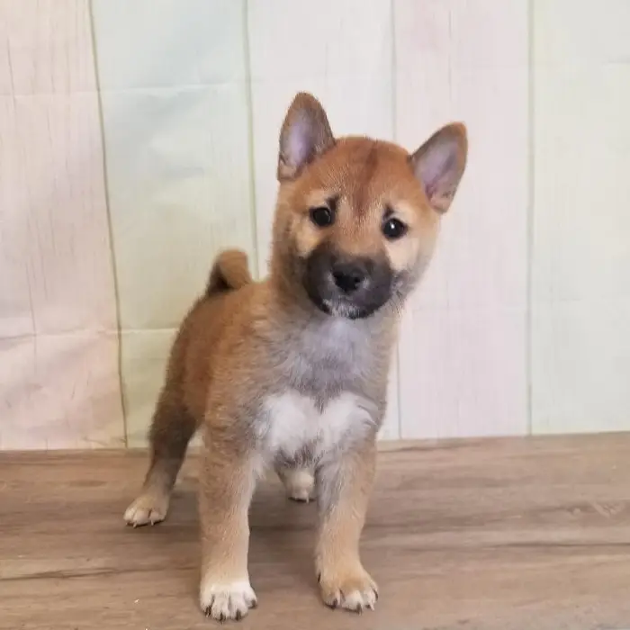 Male Shiba Inu Puppy for Sale in Schererville, IN