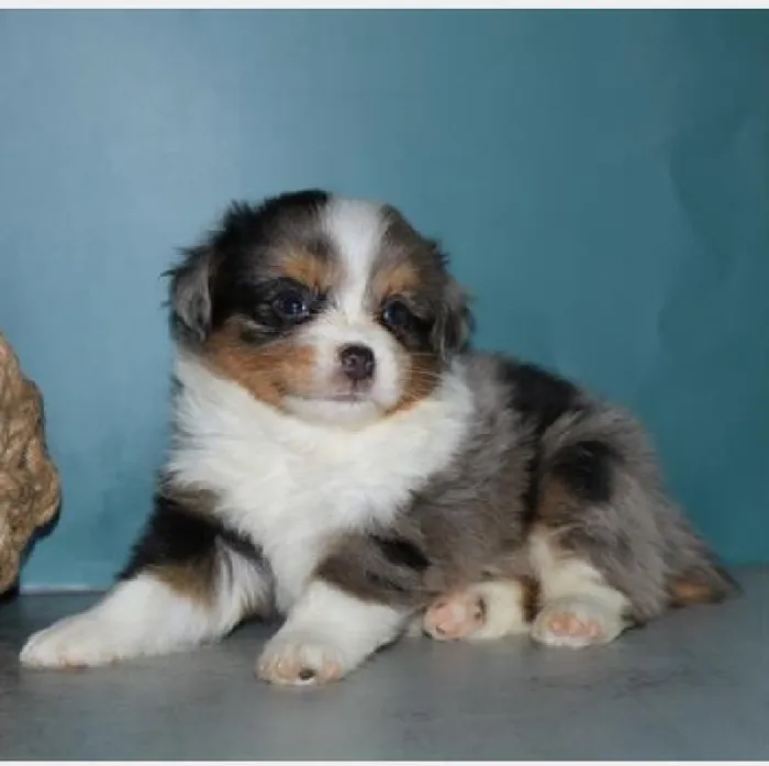 Male Miniature American Shepherd Puppy for Sale in Indianapolis, IN