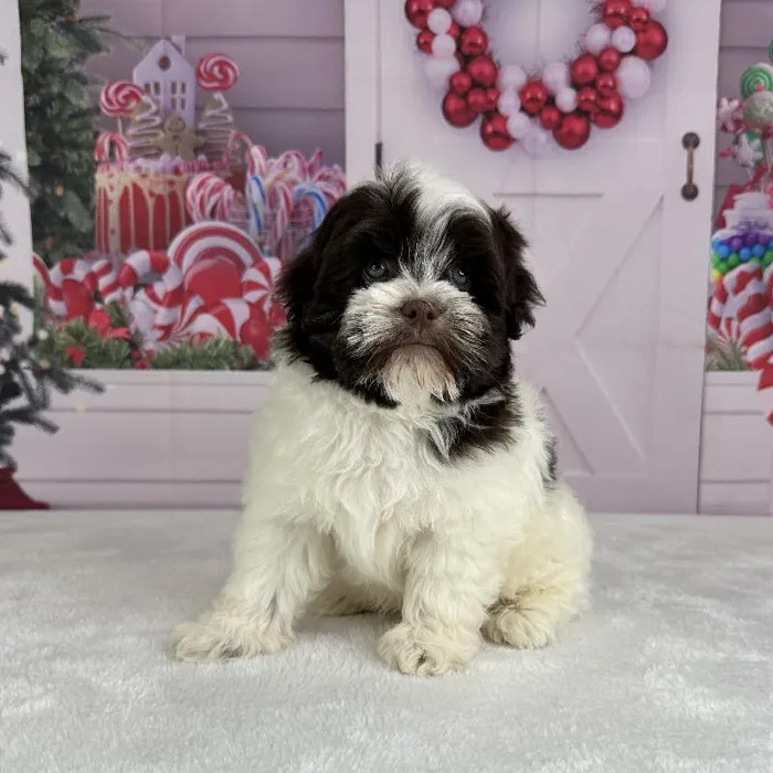 Male Havanese Puppy for Sale in Indianapolis, IN