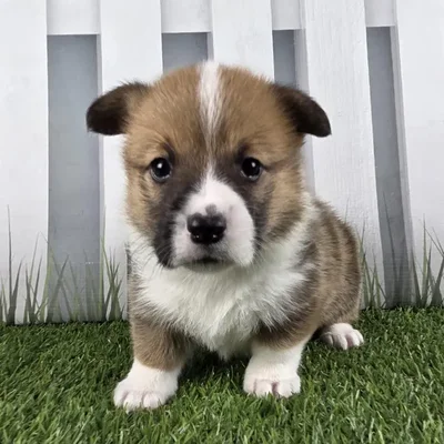 Female Pembroke Welsh Corgi Puppy for Sale in Schererville, IN
