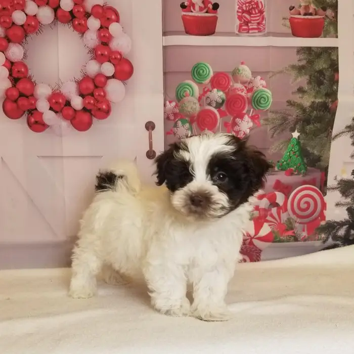 Male Havanese Puppy for Sale in Schererville, IN
