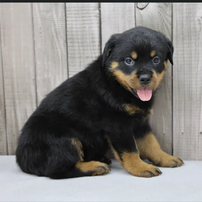Female Rottweiler Puppy for Sale in Schererville, IN