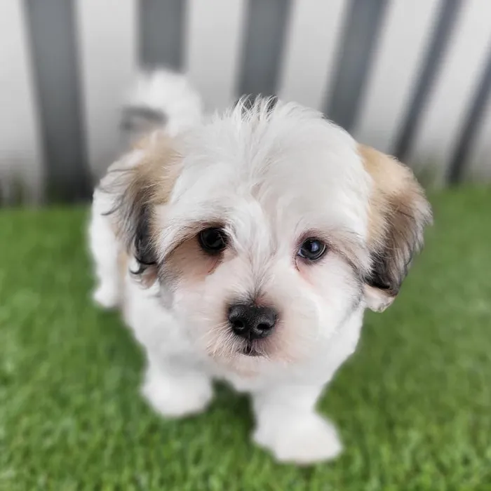 Male Coton De Tulear Puppy for Sale in Schererville, IN