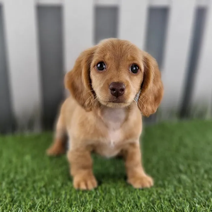 Female Miniature Dachshund Puppy for Sale in Schererville, IN