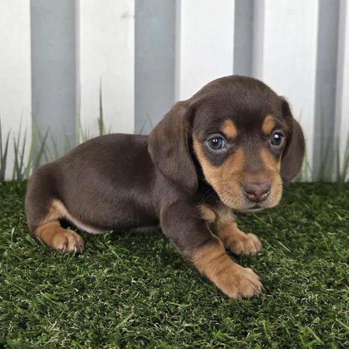 Female Miniature Dachshund Puppy for Sale in Schererville, IN