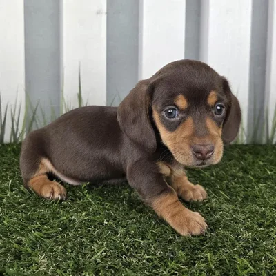 Female Miniature Dachshund Puppy for Sale in Schererville, IN