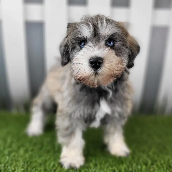 Male Miniature Schnauzer Puppy for Sale in Schererville, IN