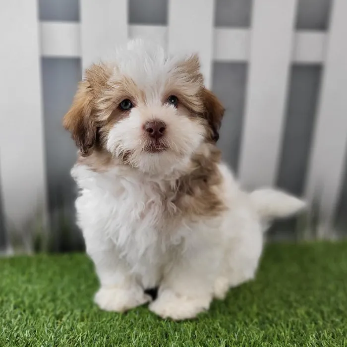 Female Havanese Puppy for Sale in Schererville, IN