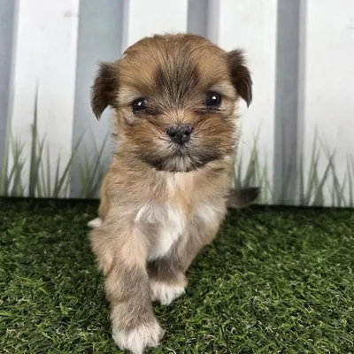 Female Lhasa Apso Puppy for Sale in Schererville, IN