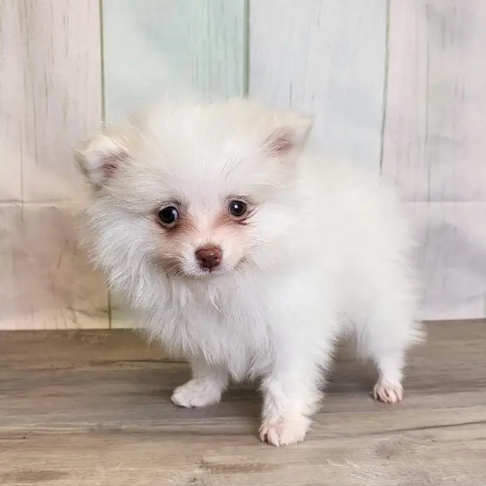 Male Pomeranian Puppy for Sale in Schererville, IN