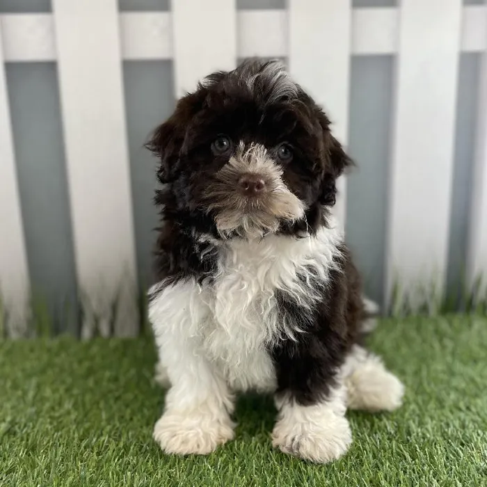 Female Havanese Puppy for Sale in Schererville, IN