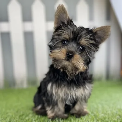 Female Yorkshire Terrier Puppy for Sale in Schererville, IN