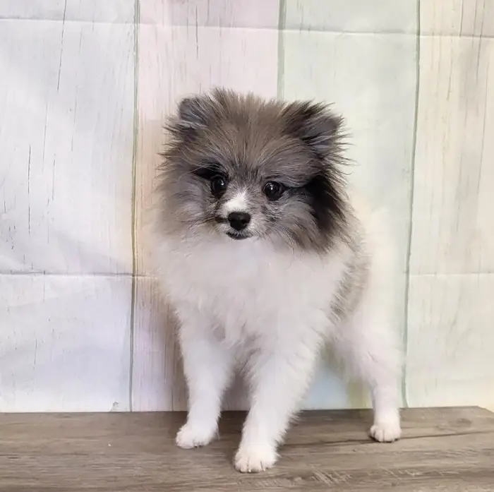 Female Pomeranian Puppy for Sale in Schererville, IN