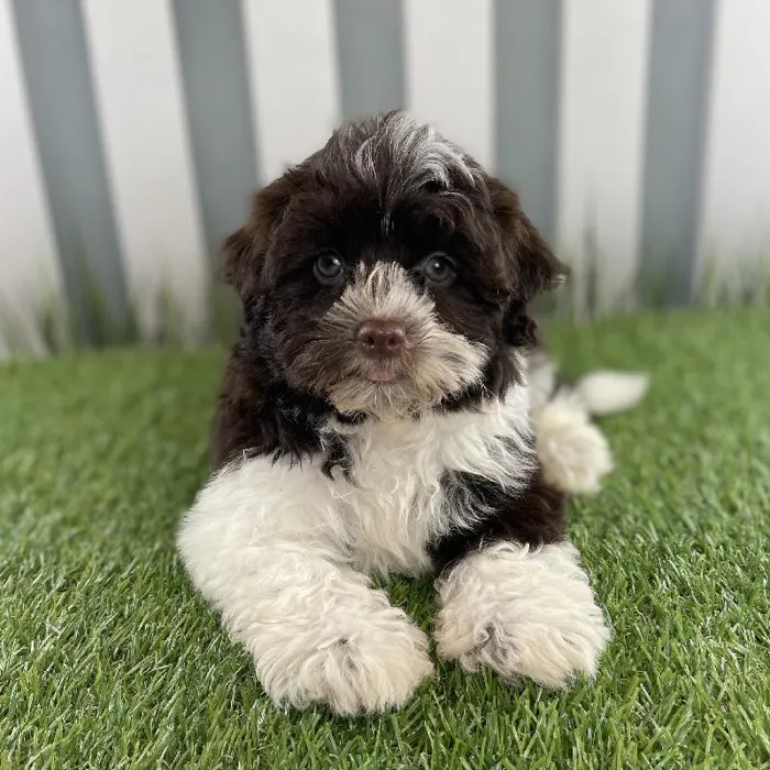 Female Havanese Puppy for Sale in Schererville, IN