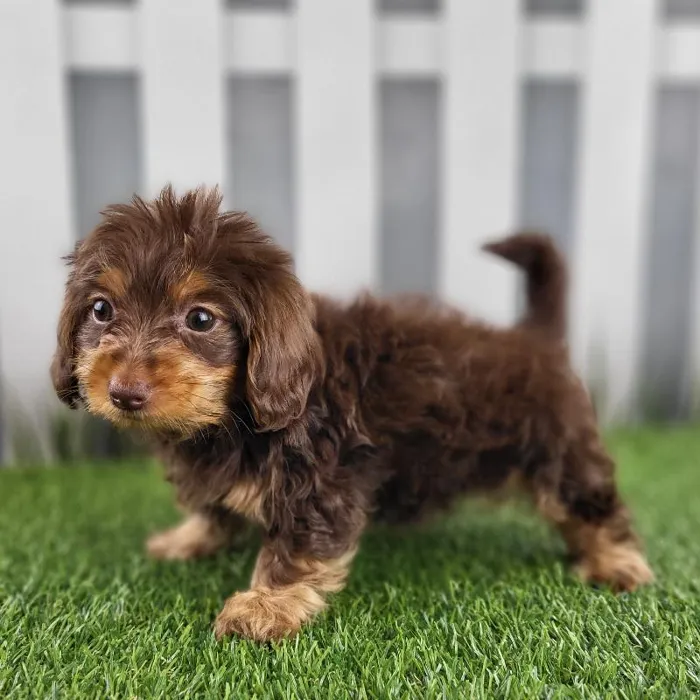 Male Dorkie Puppy for Sale in Schererville, IN