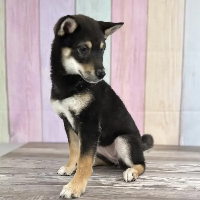 Female Shiba Inu Puppy for Sale in Schererville, IN
