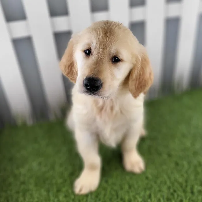 Male Golden Retriever Puppy for Sale in Schererville, IN