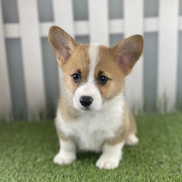Female Pembroke Welsh Corgi Puppy for Sale in Schererville, IN