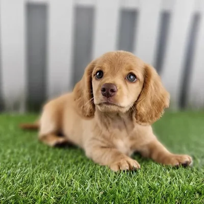 Male Miniature Dachshund Puppy for Sale in Schererville, IN