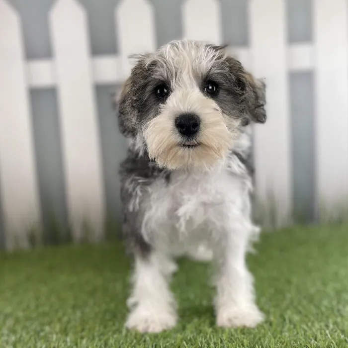 Male Miniature Schnauzer Puppy for Sale in Schererville, IN