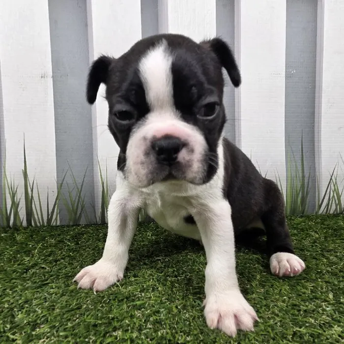 Male Boston Terrier Puppy for Sale in Schererville, IN