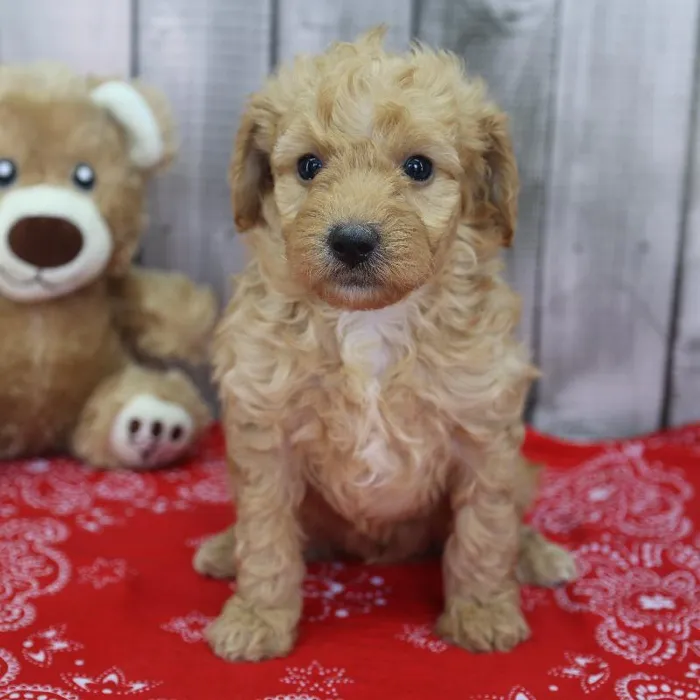 Male Toy Poodle Puppy for Sale in Schererville, IN