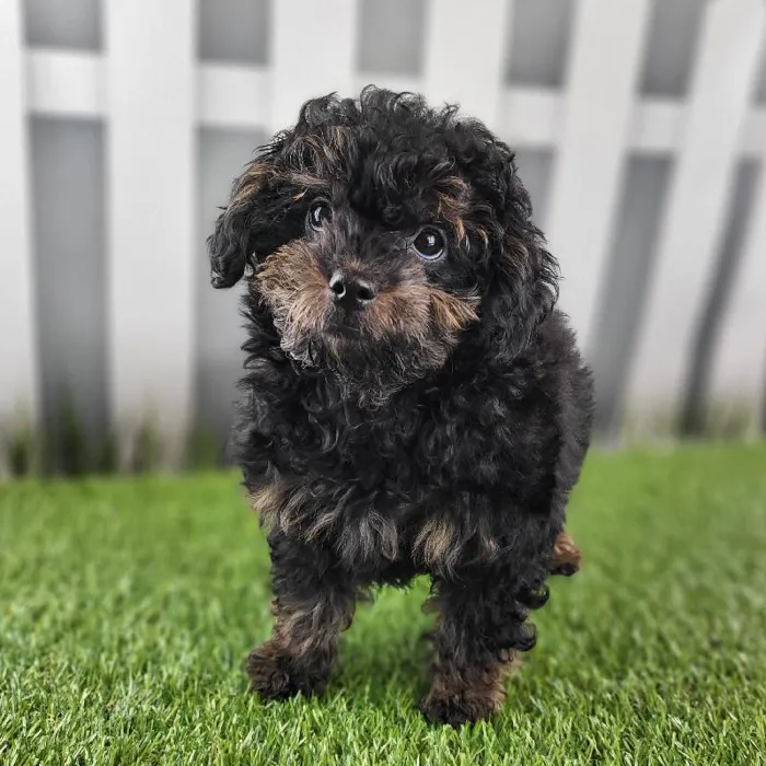 Female ShihPoo Puppy for Sale in Indianapolis, IN