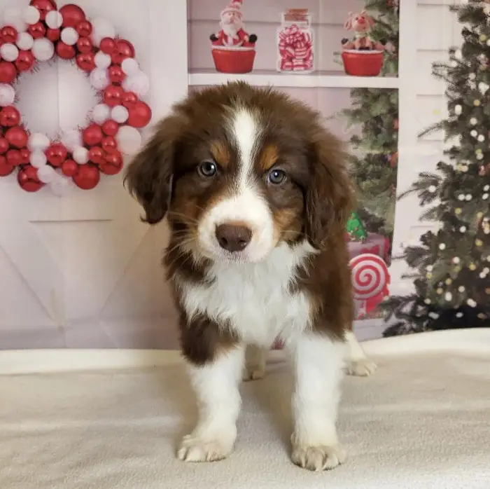 Male Australian Shepherd Puppy for Sale in Schererville, IN