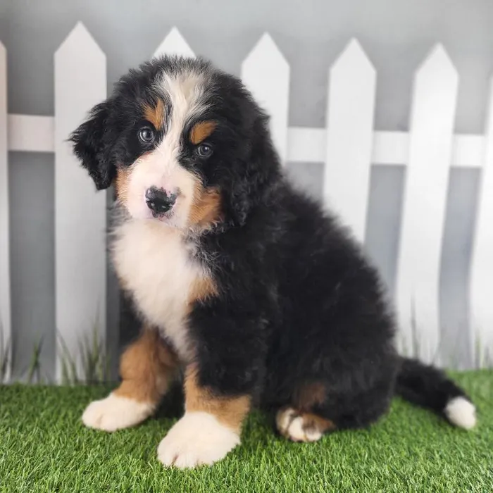 Male Bernese Mountain Dog Puppy for Sale in Schererville, IN